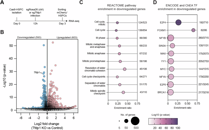 Fig. 6: Transcriptional regulation of TFDP1 in HSPCs.