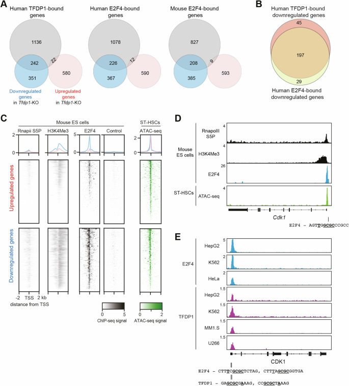 Fig. 7: Meta-analysis of the role of TFDP1 and E2F4 in gene activation in mouse HSPCs.