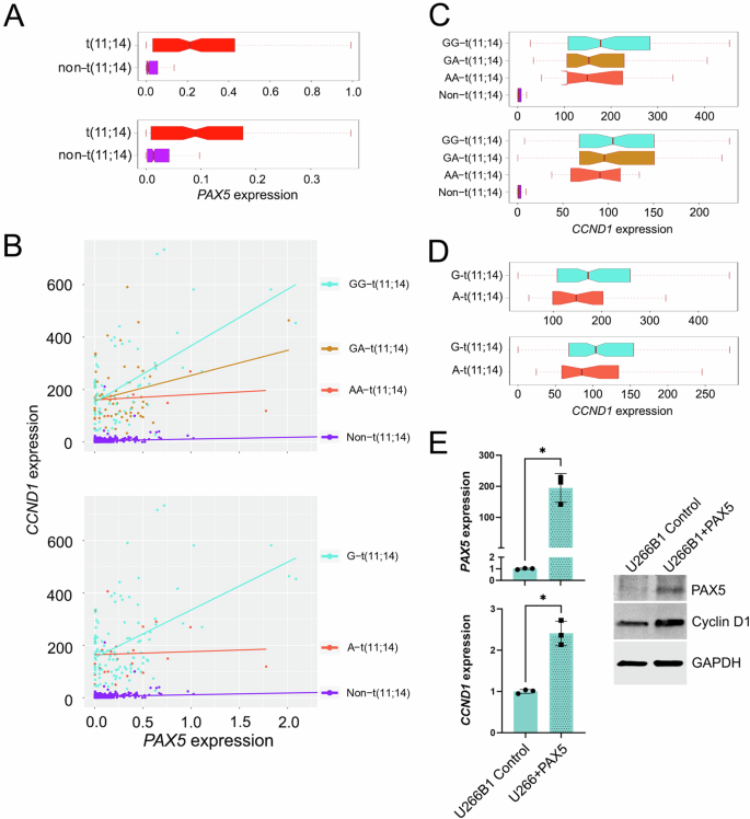 Fig. 2: Interaction of PAX5 with rs9344 within t(11;14) group.