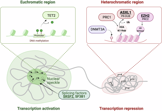 Fig. 1: Chromatin modifiers that regulate gene expression are recurrently mutated in leukemia.