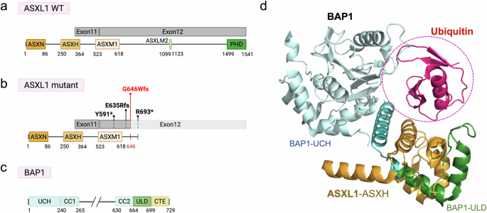 Fig. 2: Domain architecture of PR-DUB components and frequent mutations in ASXL1.