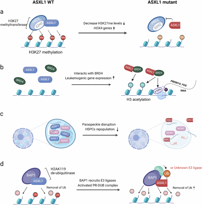 Fig. 3: Functional impacts of ASXL1 mutations on epigenetic regulation.