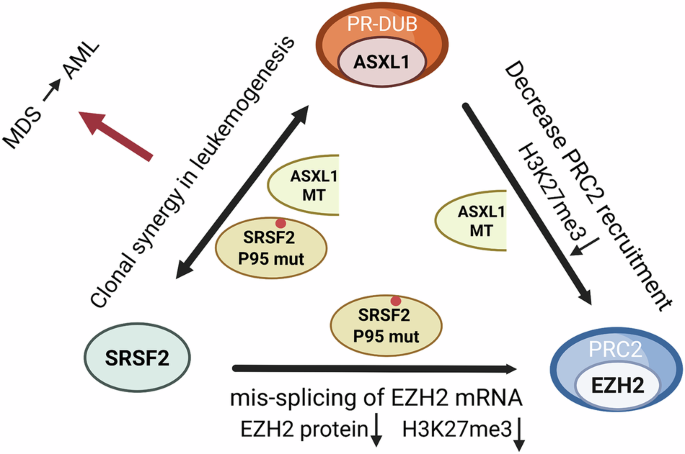 Fig. 6: Convergent epigenetic dysregulation by ASXL1, SRSF2, and EZH2 mutations.