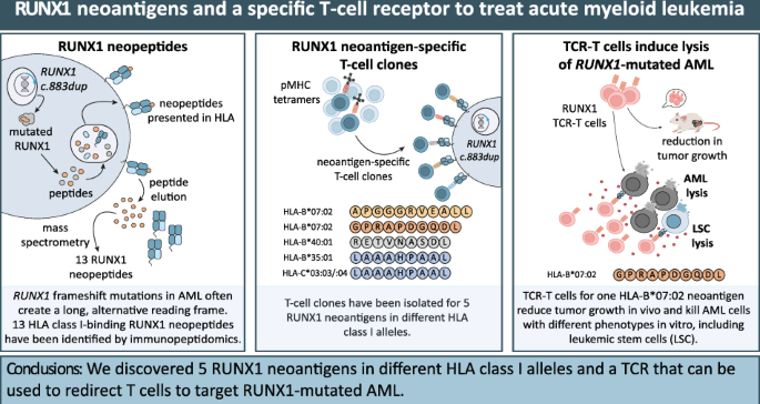 A T-cell receptor targeting RUNX1 frameshift mutations in acute myeloid ...
