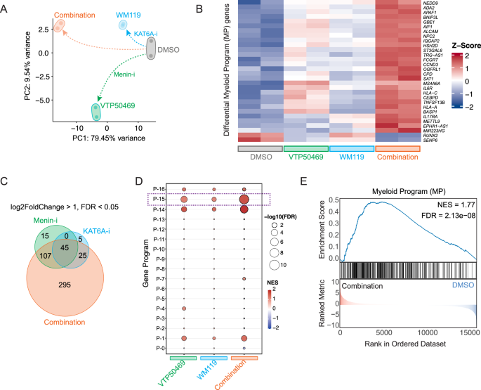 Fig. 4: Dual inhibition of KAT6A and MEN1 synergistically remodels the transcriptome to activate a pro-differentiation state.