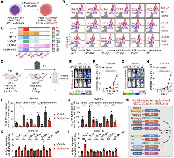 Fig. 1: Antigen profiling of AML cells following HMA treatment in vitro and in vivo.