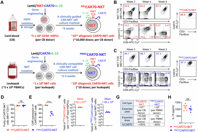 Fig. 2: Generation of HSPC and PBMC-derived CAR70-NKT cells.