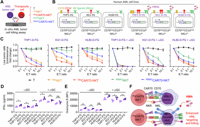 Fig. 4: Synergistic effect of CAR70-NKT cells with HMA in the treatment of AML in vitro.