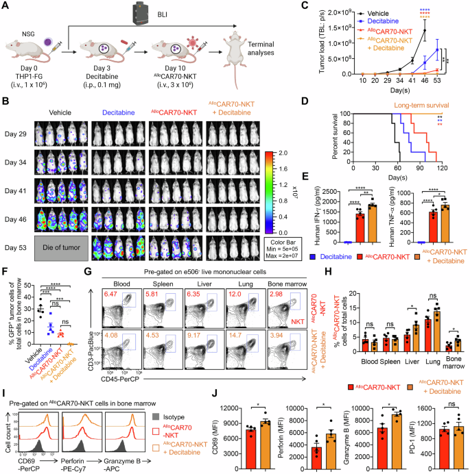 Fig. 5: Synergistic effect of AlloCAR70-NKT cells with HMA in the treatment of CD70-positive AML using a THP1-FG xenograft mouse model.