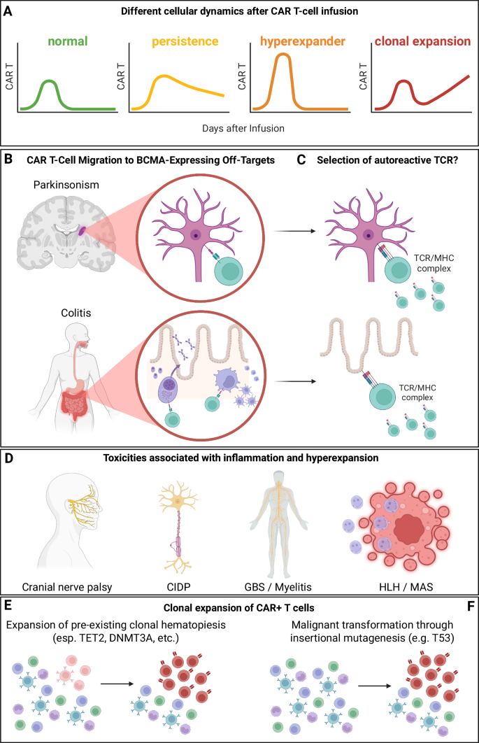 Fig. 1: Overview of CAR T-cell pharmacokinetics, off-target toxicities, and clonal risks in multiple myeloma.