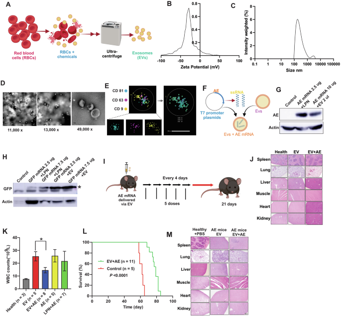 Fig. 1: In vitro and in vivo translation assays of EVs-encapsulated mRNA.