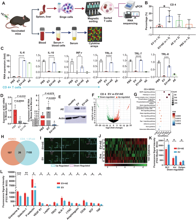 Fig. 2: EV-encapsulated mRNA vaccination reduces leukemic burden via activating T cells with no obvious cytotoxicity.
