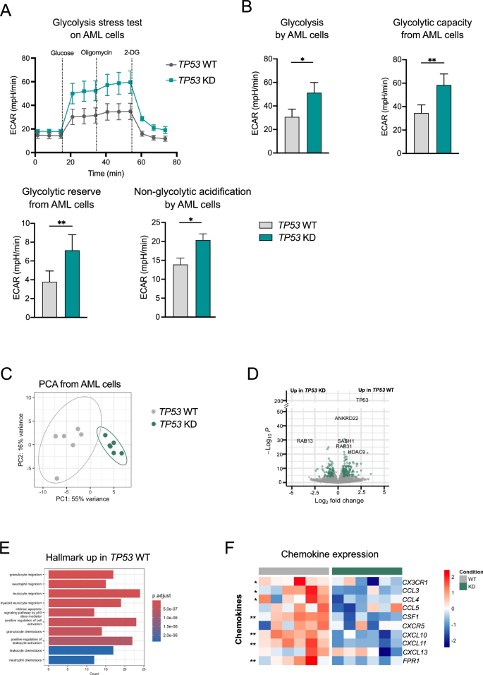 Fig. 3: TP53 KD-induced metabolic shifts alter AML but not T-cell fitness.