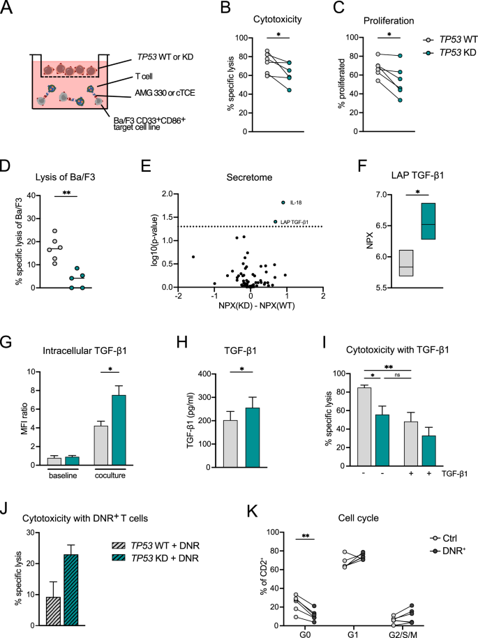 Fig. 4: The secretome of TP53 KD AML cells impairs T-cell function.
