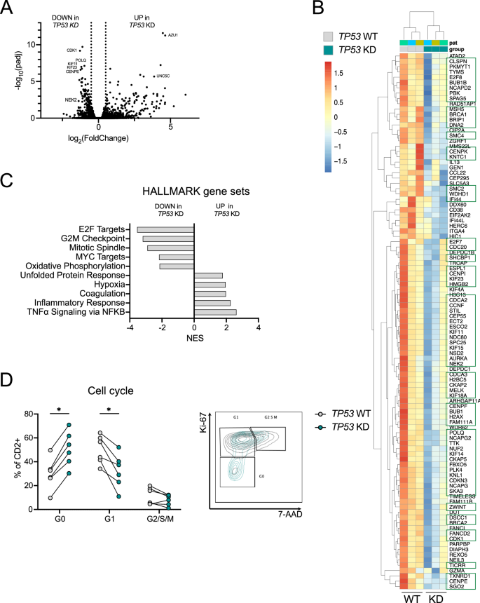 Fig. 5: Transcriptional downregulation of cell-cycle-related genes in T cells upon co-culture with TP53 KD AML cells.