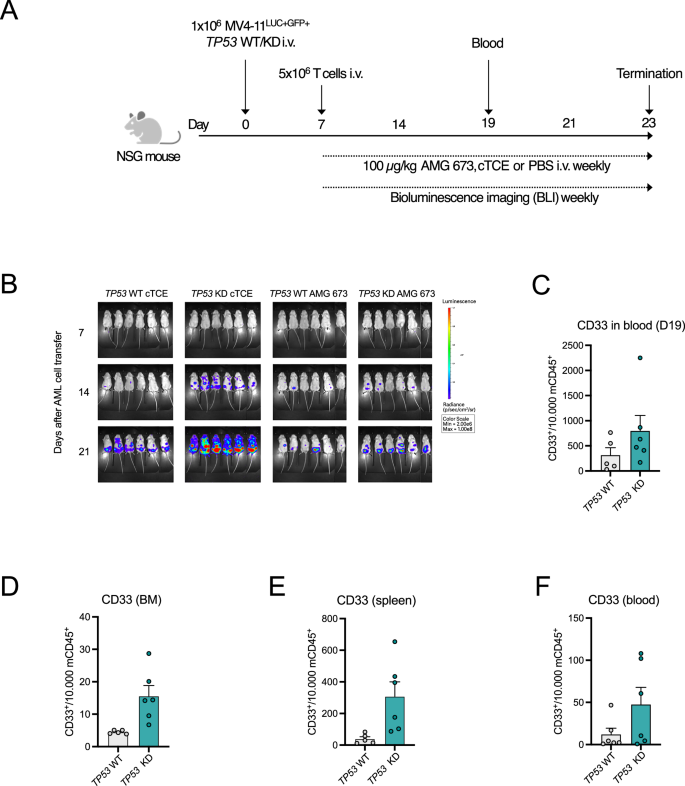 Fig. 6: Diminished AMG 673-mediated lysis of TP53 KD in an in vivo NSG mouse model.