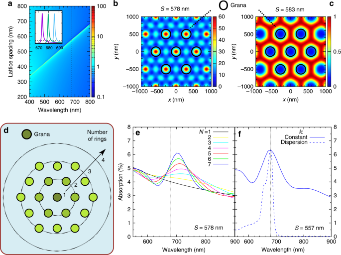 Nanophotonics Of Higher Plant Photosynthetic Membranes Light Science Applications