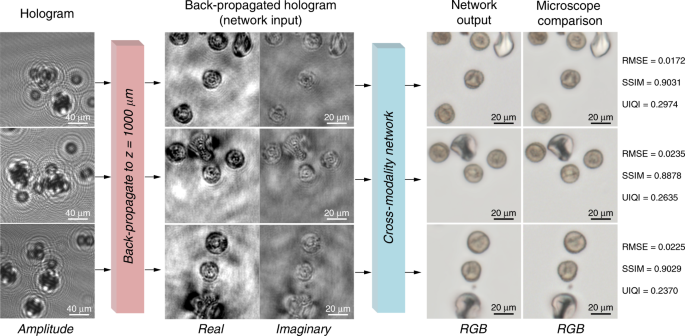 Bright-field holography: cross-modality deep learning enables snapshot 3D  imaging with bright-field contrast using a single hologram | Light: Science  & Applications