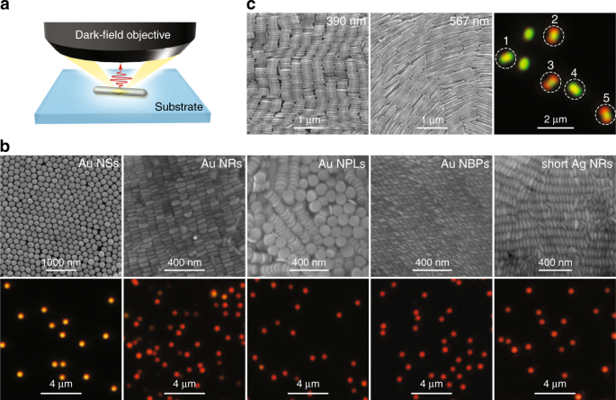 Fig. 1: True-colour dark-field scattering images of differently shaped plasmonic nanoparticles.