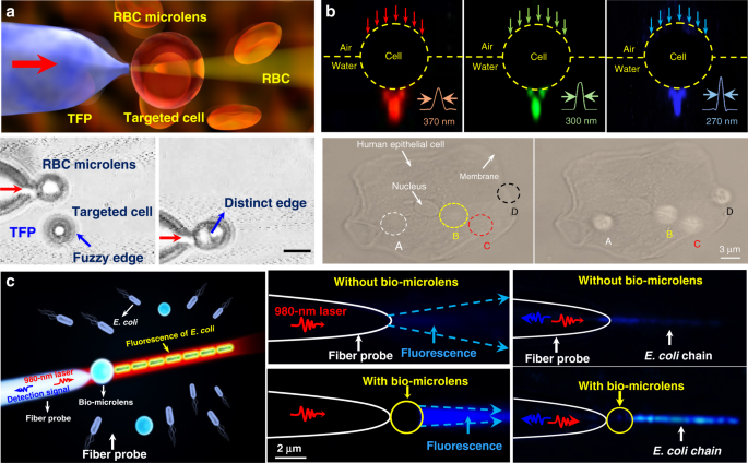 Biophotonic probes for bio-detection and imaging | Light: Science &  Applications