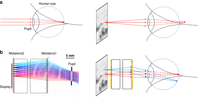Fig. 1: Illustration of working principles of human eyes and the metalens doublet.