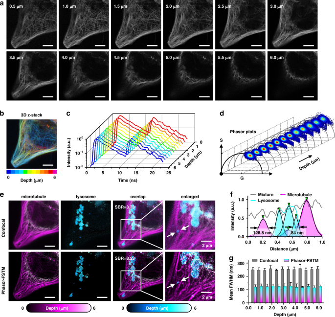 Fig. 3: 3D z-stack images of lysosomes and microtubules.