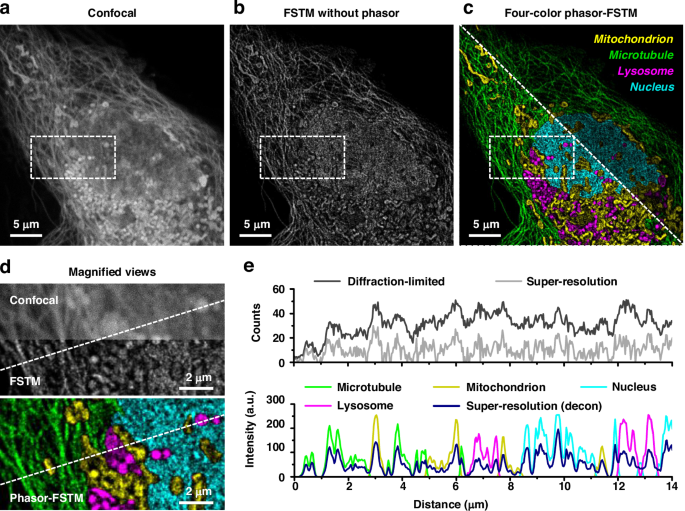 Fig. 4: Phasor-FSTM for four-color super-resolution imaging in live cells.
