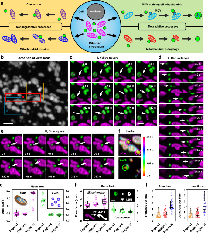Fig. 5: Phasor-FSTM monitors the interactions of mitochondria and lysosomes by long-term imaging of a live HeLa cell.