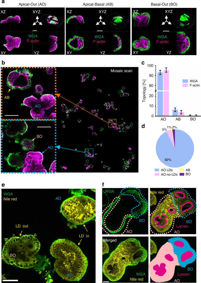 Fig. 2: Fluorescent Wheat Germ Agglutinin (WGA) conjugate and Nile Red enable validation of the apical-out topology in live small intestinal organoids.