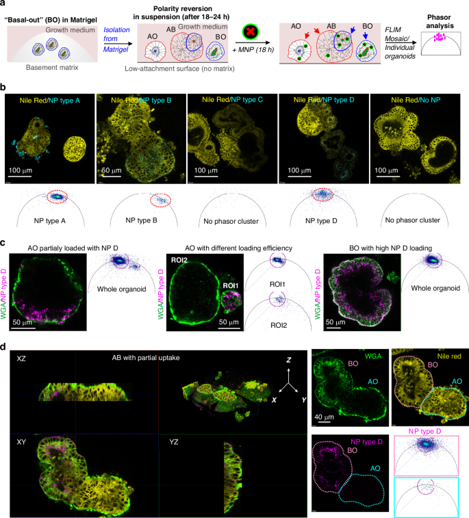 Fig. 3: MNPs display diverse staining and uptake in the small intestinal organoids.