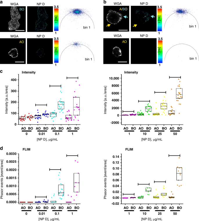 Fig. 4: Phasor FLIM event counting approach estimates MNP uptake in organoids with improved reliability over a broad concentration range in comparison to intensity-based detection.