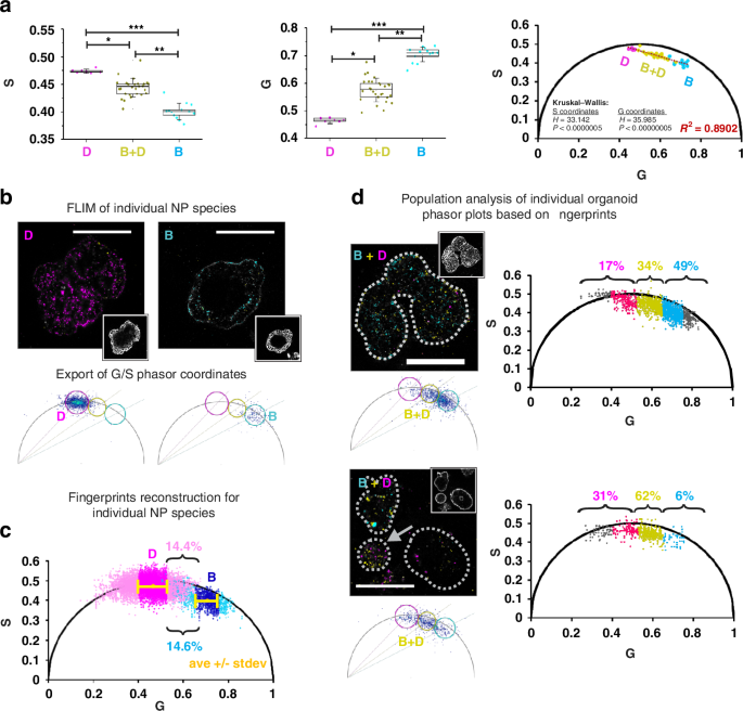 Fig. 5: Phasor FLIM event counting approach resolves heterogeneous MNP populations in intestinal organoids.