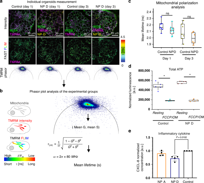 Fig. 6: Assessment of physiological impact of internalized NP D on mitochondrial polarization, cell energy budget and inflammatory cytokine expression.