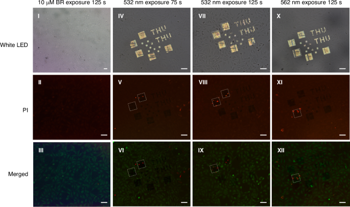Fig. 6: Wavelength-selective, pixel-resolved photocytotoxicity on Au–TiO2 q-BIC metasurfaces.