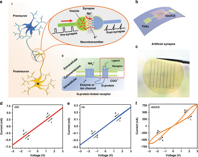 Fig. 1: Structures and working mechanism of biological synapses and electrical properties of the receptor-inspired counterpart.