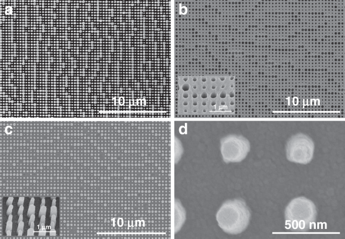 Fig. 5: Scanning electron microscopy (SEM) images.