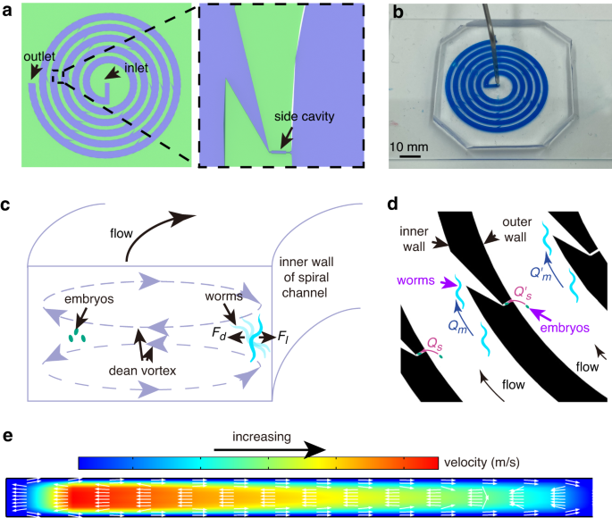 A spiral microfluidic device for rapid sorting, trapping, and long-term  live imaging of Caenorhabditis elegans embryos | Microsystems &  Nanoengineering