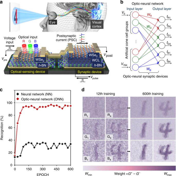 Graphene Dynamic Synapse with Modulatable Plasticity