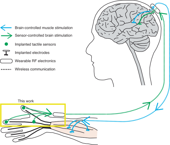 hair-thin brain sensors - An implantable, wireless, battery-free system for tactile pressure ...
