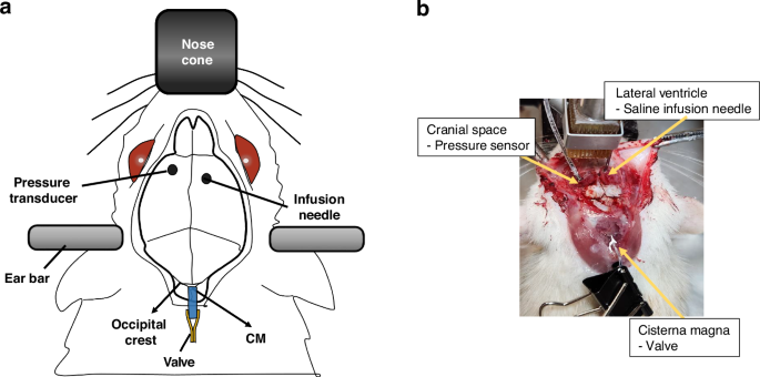 Fig. 4: Infusion setup on a rat.