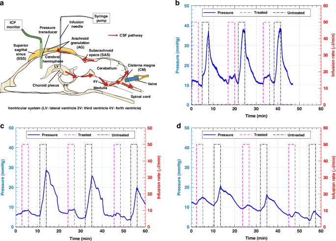 Fig. 7: Infusion test on rats.