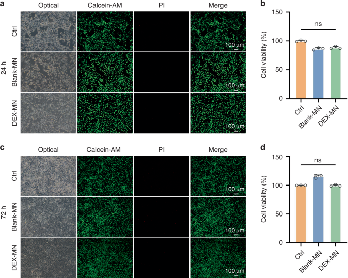Fig. 5: Biocompatibility assessment of the microneedles.