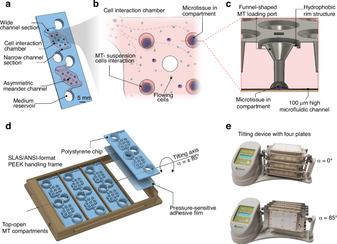 A microfluidic platform for the co-culturing of microtissues with ...