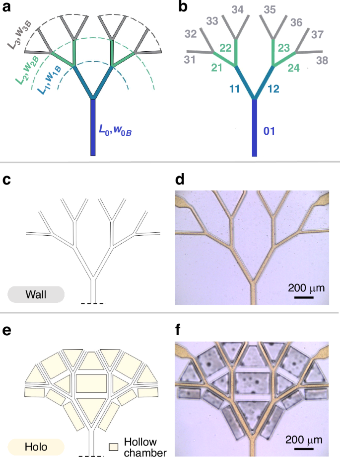 Fig. 2: Designs of dendritic wall and holoelastic fluid networks.