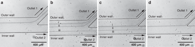 Fig. 4: Focusing of H. pluvialis cells diluted 8X at various flow rates in the spiral contraction-expansion single-sided coupled channel.