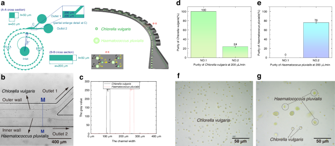 Fig. 5: Dynamics of microalgae separation in spiral contraction-expansion single-sided coupled microchannels.