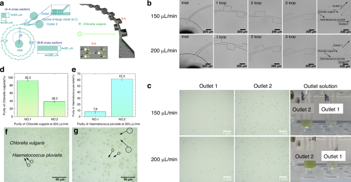 Fig. 6: Separation efficiency of microalgae in spiral contraction-expansion double-sided coupled channels.