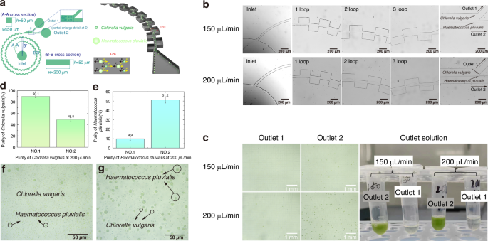 Fig. 7: Microalgae separation in spiral contraction-expansion interleaved coupled channels.
