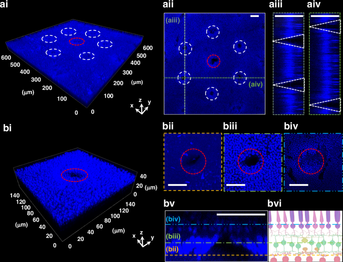 Fig. 6: Confocal imaging of a DAPI-stained mouse retina following the bipolar electrode insertion.