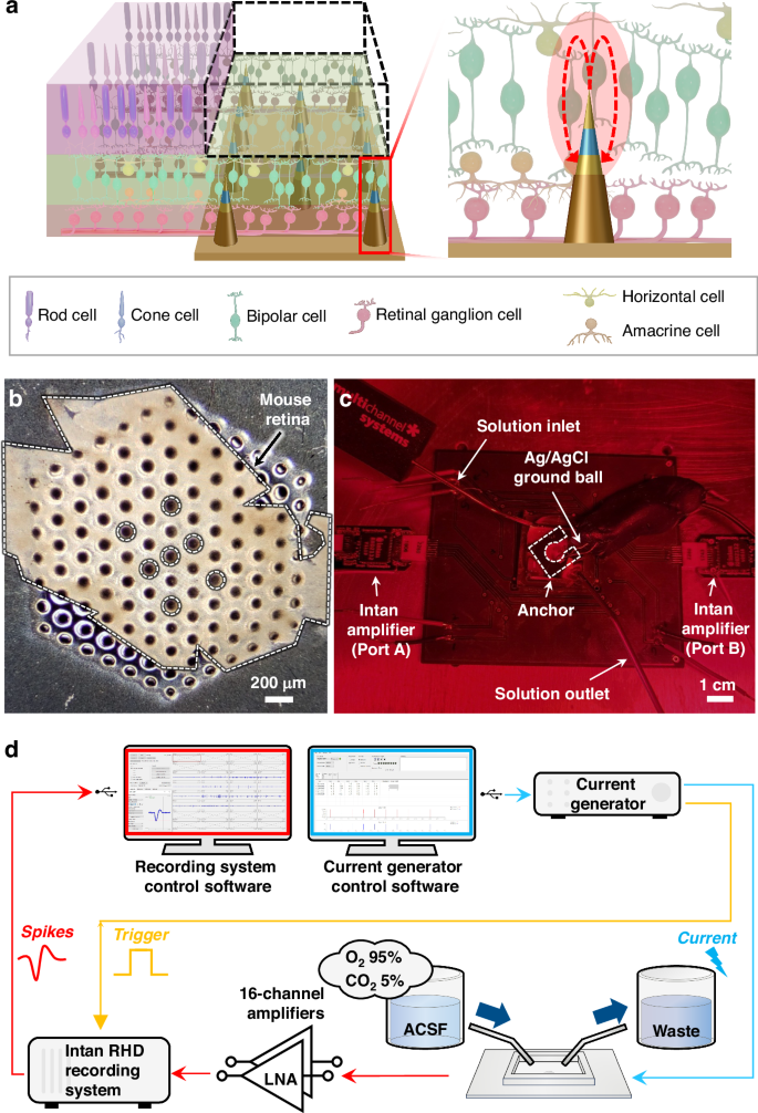 Fig. 8: Schematics and representative images of ex vivo stimulation and neural signal recording from the mouse retina.